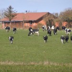 Køerne ud april 2012 009
